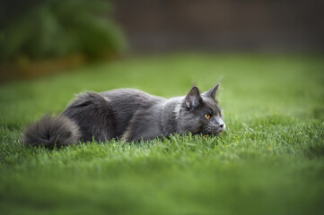 Naklejka na ściany i meble grey maine coon cat lying down on grass hunting