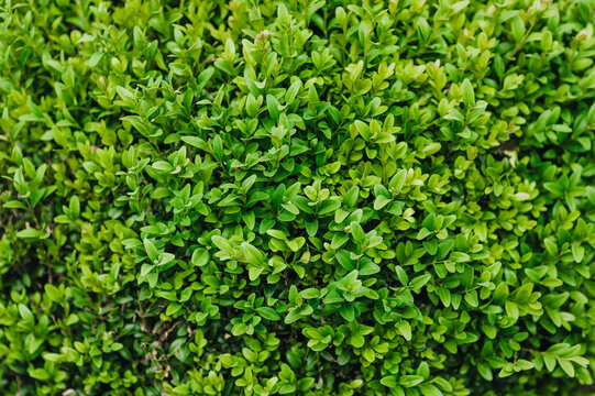Background, texture of green leaves, foliage of evergreen boxwood. Photography of nature.