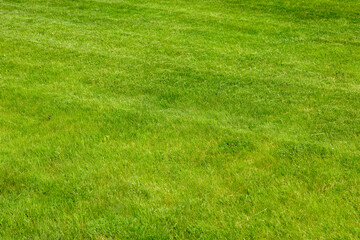 Perfectly and freshly mowed garden lawn in summer. Close-up view of green grass, natural background...