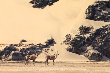 oryx in the sand dunes