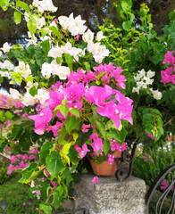 pink and white bougainvillea flowers in a pot on the fence