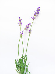 fragrant branches with flowers and leaves of lavender on a white background