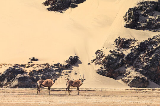 oryx in the sand dunes