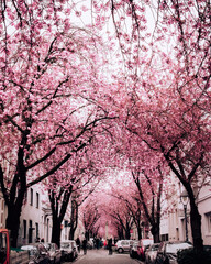 Cherry blossom blooming in Bonn Germany