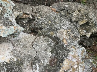 lichen on stone