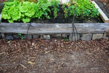 Grünes Salathochbeet aus Naturholz im Garten bei Sonne im Frühling
