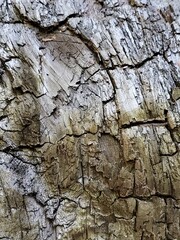 Dried tree skin