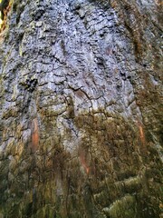 Tree skin