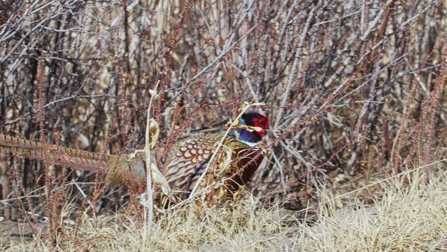 Rooster pheasant walking through the brush in vibrant colors moving through the grass.