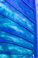 Monstera Philodendron close up. Home plant blue plant decoration