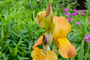 Orange Bearded Iris Bud 03