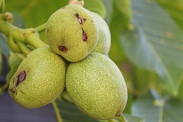 grüne Walnussfrüchte am Baum