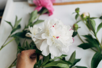 Hand holding beautiful peony on rustic background. Florist arranging fresh pink and white peony flowers on wooden background, moody image