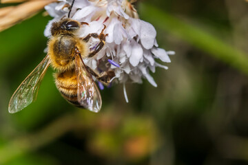 Bee 158