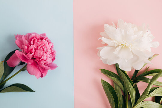 Modern peonies composition on pastel blue and pink paper, flat lay. Creative floral image, stylish greeting card. Fresh pink and white peony flowers top view