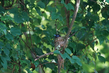 japanese paradise flycatcher on a branch