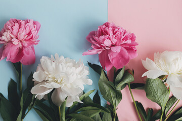 Modern peonies composition on pastel blue and pink paper, flat lay. Creative floral image, stylish greeting card. Fresh pink and white peony flowers, moody wallpaper