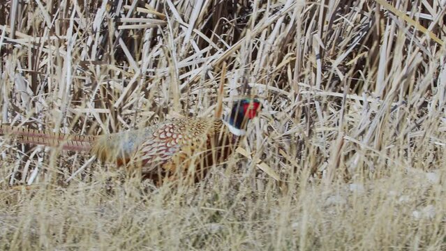 Moving along side of a male ring-necked pheasant as it walks through the grass in slow motion.