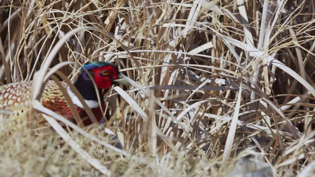 Male ring-necked pheasant walking through the reeds and grass on a sunny day.