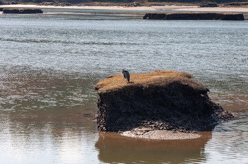 Closer shot of a Great Blue Heron taking a rest at a small island in the Billy Frank Jr. Nisqually National Wildlife Refuge, WA, USA