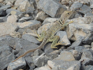 Running between rocks