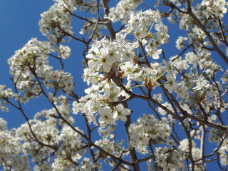 White cherry blossom 