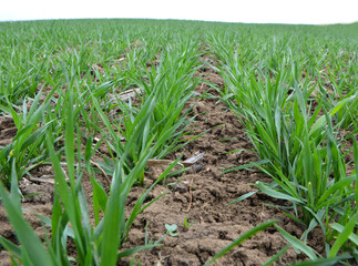 Winter wheat sowings