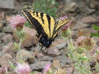Fototapeta na wymiar Swallowtail butterfly 
