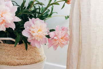 Beautiful peonies bouquet in basket near linen curtains in boho room. Modern bohemian decor, stylish comfy interior details. Gentle pink peony flowers on rustic background, atmospheric image