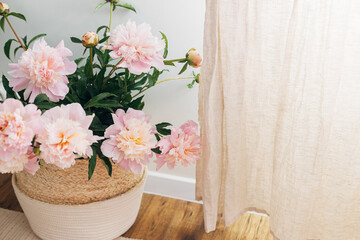 Beautiful peonies bouquet in basket near linen curtains in boho room. Modern bohemian decor, stylish comfy interior details. Gentle pink peony flowers on rustic background, atmospheric image
