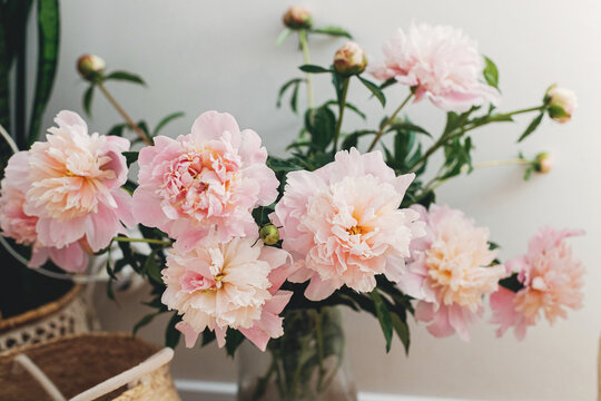 Beautiful peonies bouquet in modern boho room. Gentle pink peony flowers in vase on rustic background, moody image. Modern bohemian decor, stylish comfy interior details