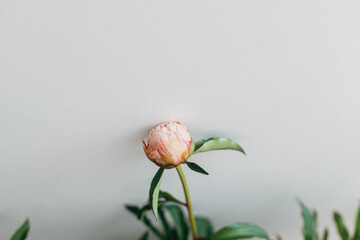 Beautiful peony bud on rustic white background. Gentle pink peony flower against white wall. Modern bohemian decor, stylish comfy detail. Floral moody image