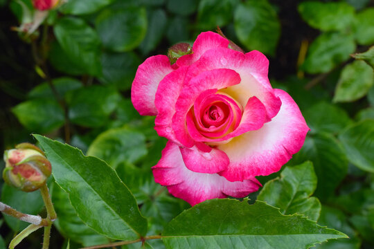 Rosey Pink Highlights 03
