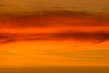 View of a beautiful sunset sky with flying birds.