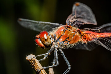 dragonfly 125