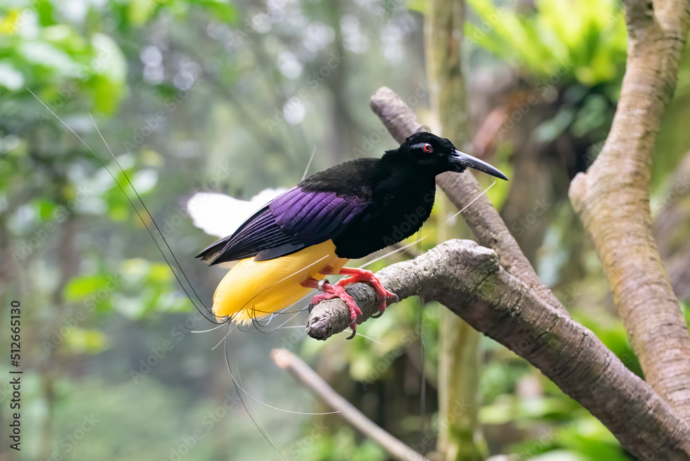 Wall mural cenderawasih mati-kawat (seleucidis melanoleucus) are one of the most rarest species of indonesia bi