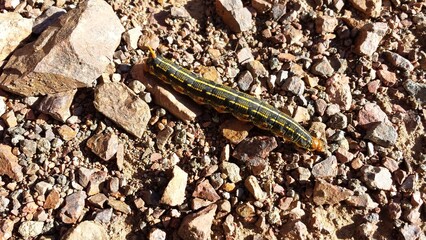Caterpillar on move