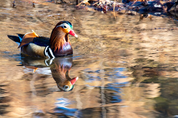 Colorful Male Mandarin Duck Aix galericulata,  on water in Wichita ,Kansas.