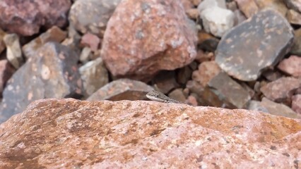 Lizard peeking 