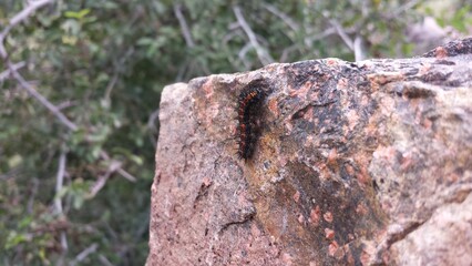 Black caterpillar on the rock