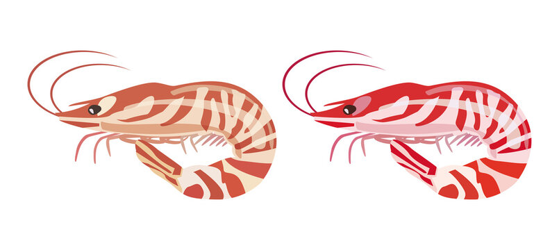 【ベクターai】海老のシンプルなイラスト素材　甘エビとボタンエビをイメージした料理の海鮮食材アイコンシルエット