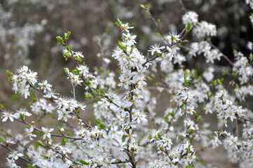 In spring, the blackthorn blooms in nature