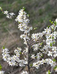 In spring, the blackthorn blooms in nature