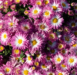 Pink or purple mum texture with yellow and white centers, top down view