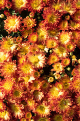 Orange mum texture, top down view