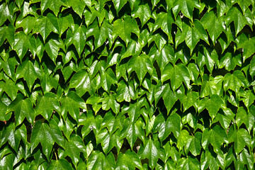 Green leaves pattern background, Natural background and wallpaper