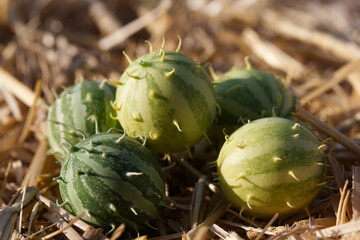 Group of prickly watermelons (Cucumis myriocarpus)