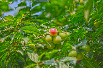 Plum on a tree