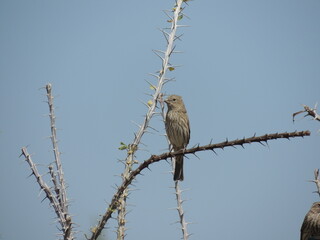 Bird on cactus 