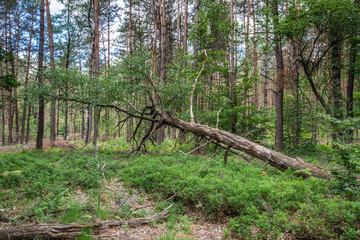 Summer forest landscape with deciduous trees mainly Pedunculate oak, Quercus robur, and dead lying oak tree with undergrowth of bilberry bushes, Vaccinium myrtillus, and sunny and shady spots